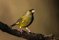 Greenfinch (m)