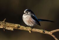 Long-tailed-Tit