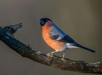Bullfinch (m)