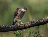 Sparrowhawk (m)