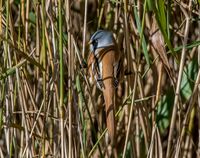 Bearded-Tit (m)