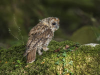 Tawny-Owl (juv)
