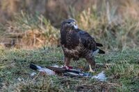 Buzzard