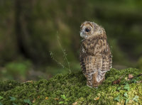 Tawny-Owl (juv)