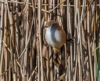Bearded-Tit (f)