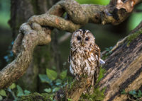 Tawny-Owl