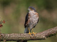 Sparrowhawk (m)