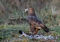 Buzzard