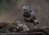 Buzzard