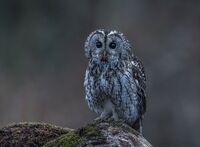 Tawny-Owl