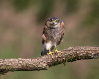 Sparrowhawk (m)