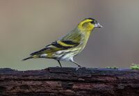 Siskin (m)