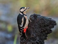 Great-spotted-Woodpecker (f)