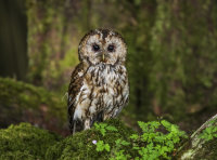 Tawny-Owl