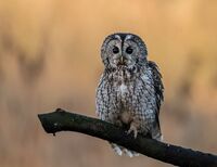 Tawny-Owl
