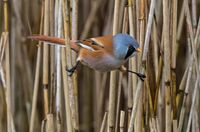 Bearded-Tit (m)