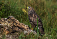 Buzzard