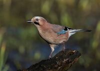 Jay