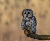 Tawny-Owl