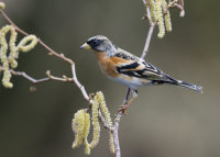 Brambling-male