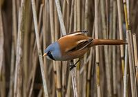Bearded-Tit (m)