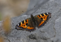 Small-Tortoiseshell