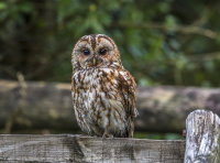 Tawny-Owl