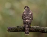 Sparrowhawk (f)