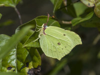 Brimstone (m)
