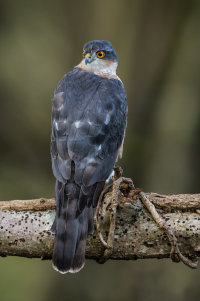 Sparrowhawk m