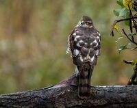 Sparrowhawk (f)