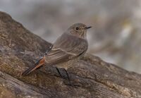 Black-Redstart