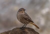 Black-Redstart