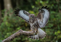Buzzard