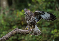 Buzzard