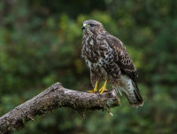 Buzzard