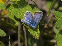 Common-Blue (f)