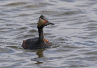 Black-Necked-Grebe