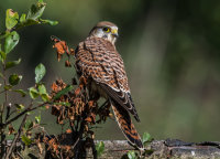 Kestrel