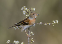 Brambling-female