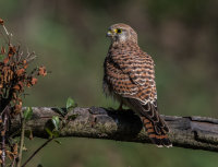 Kestrel