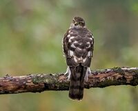 Sparrowhawk (f)