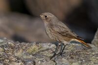Black-Redstart