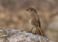 Black-Redstart