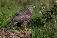 Buzzard