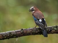 Jay