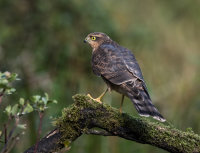 Sparrowhawk (f)