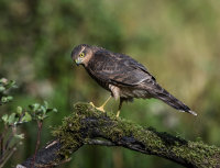 Sparrowhawk (f)