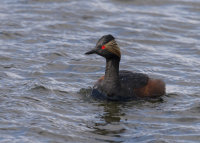Black-Necked-Grebe