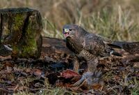 Buzzard